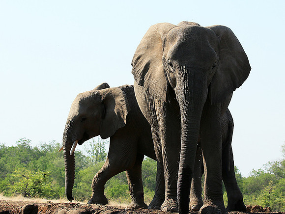 Mashatu game reserve