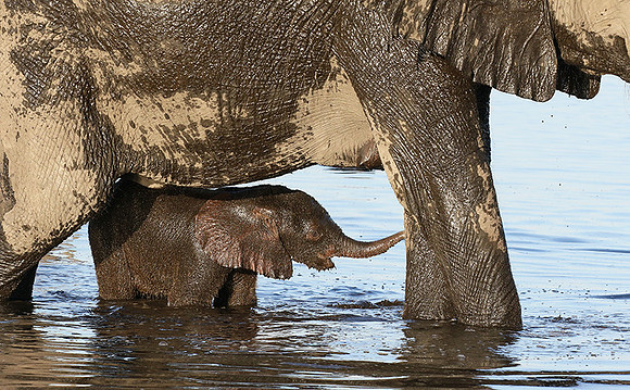 Delta of Okavango