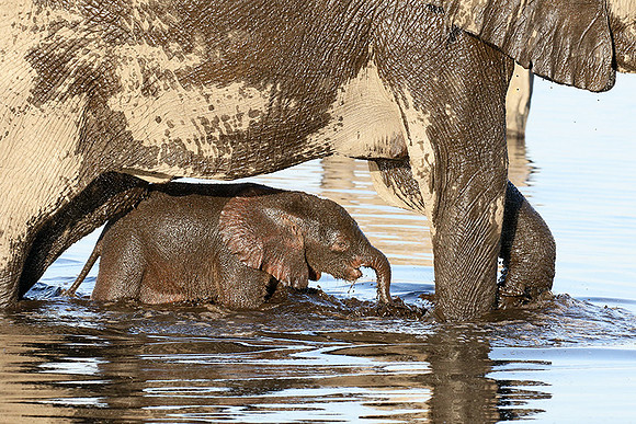 Delta of Okavango
