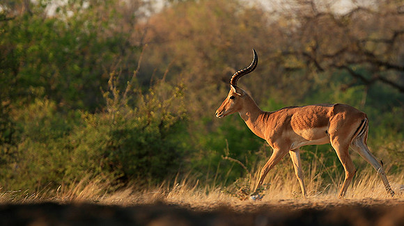 Impalas at the waterhole - Mashatu game reserve