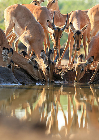 At the waterhole - Mashatu game reserve