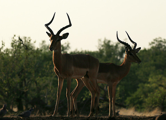 Impalas at the waterhole - Mashatu game reserve