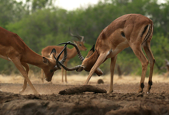 At the waterhole - Mashatu game reserve