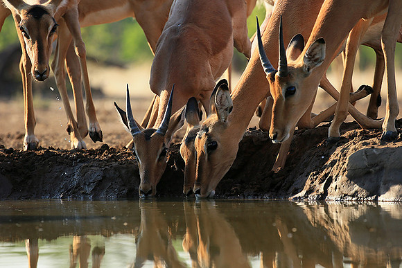 At the waterhole - Mashatu game reserve