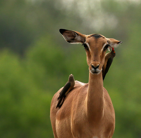 Impalas at the waterhole - Mashatu game reserve