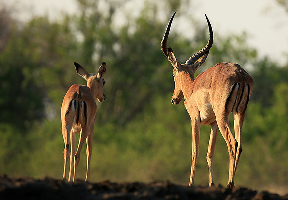 Impalas at the waterhole - Mashatu game reserve