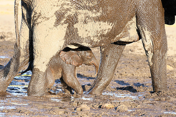 Delta of Okavango