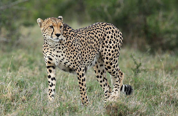 Laikipia