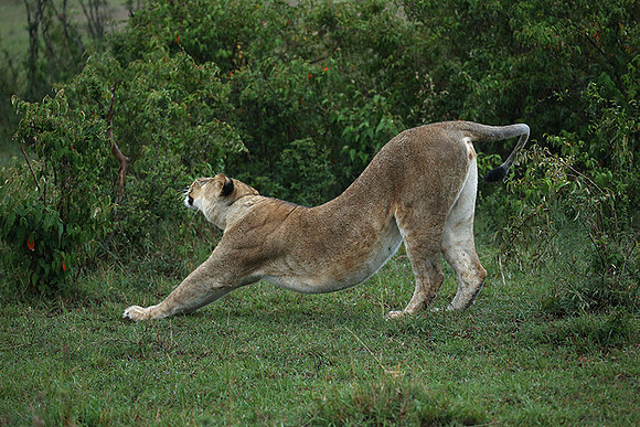Masaï Mara