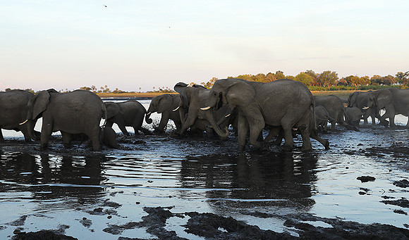 Delta of Okavango