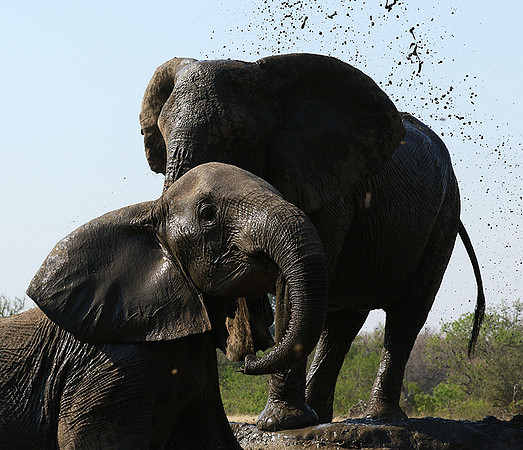 Mashatu : at the waterhole