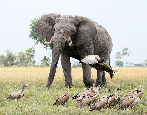 Delta of Okavango (Abu concession)