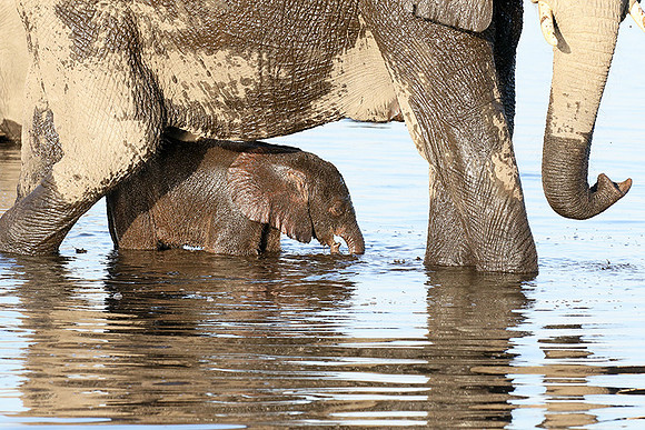 Delta of Okavango