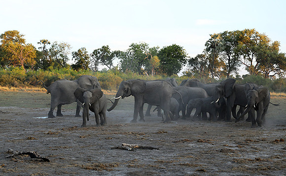 Delta of Okavango - Abu concession