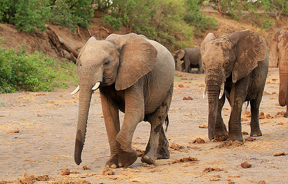 Mashatu game reserve