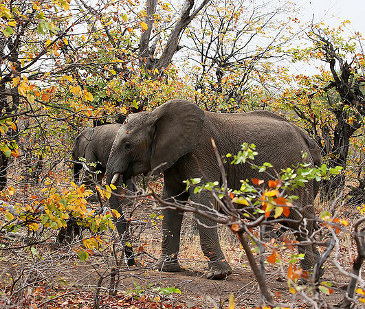 Mashatu game reserve