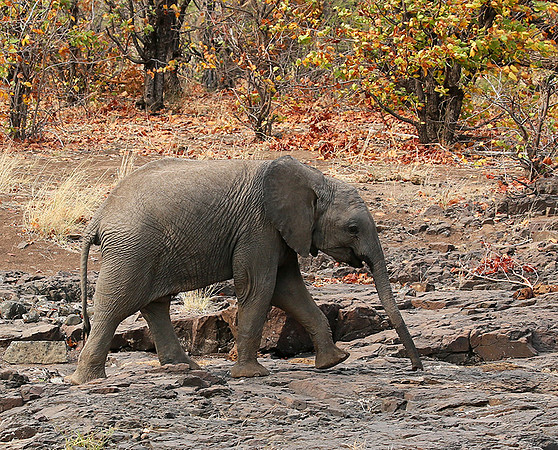 Mashatu game reserve