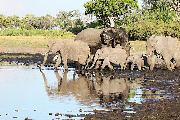 Delta of Okavango