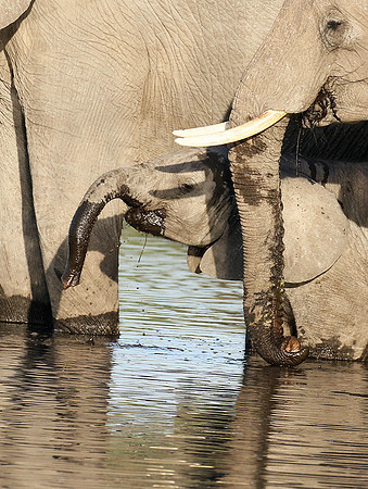 Delta of Okavango