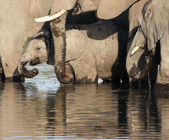 Delta of Okavango