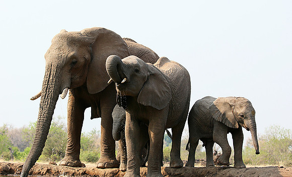 Mashatu game reserve