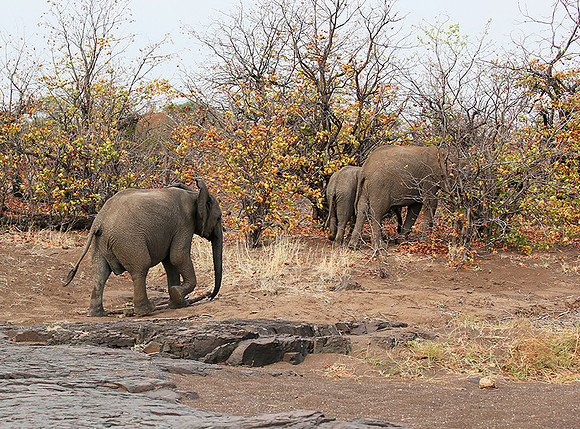 Mashatu game reserve