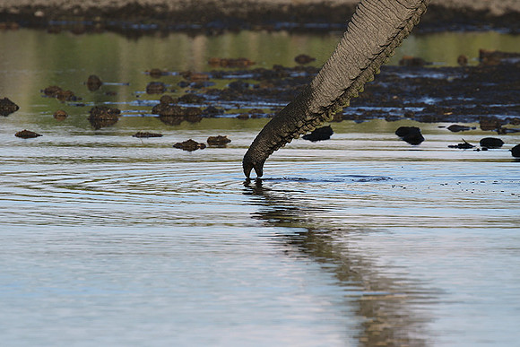 Delta of Okavango