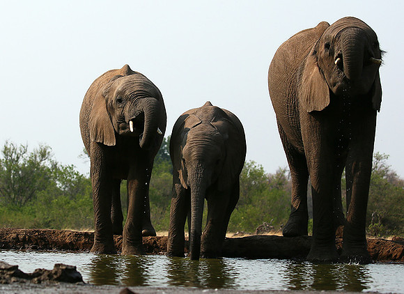 Mashatu game reserve