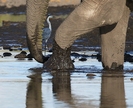 Delta of Okavango