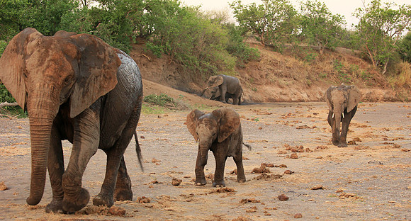 Mashatu game reserve