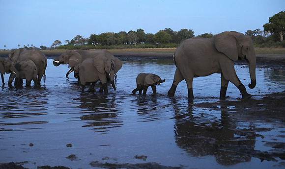 Delta of Okavango
