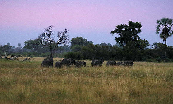 Delta of Okavango