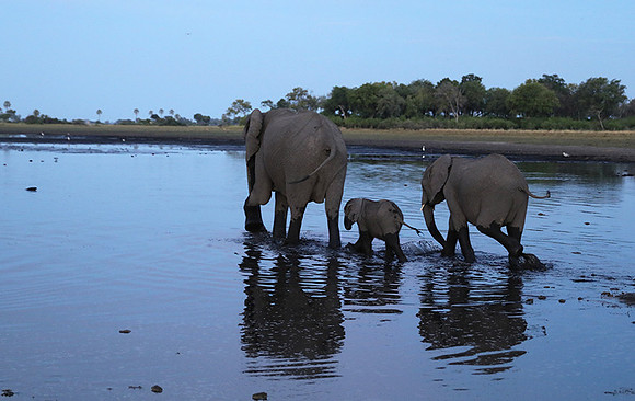 Delta of Okavango