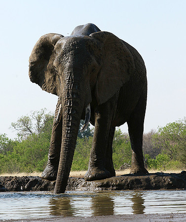 Mashatu : at the waterhole