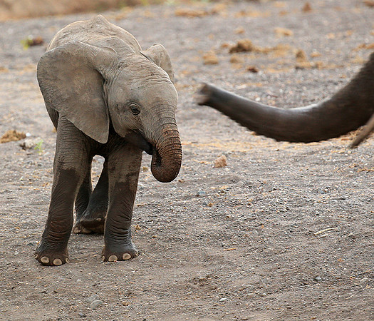Mashatu game reserve