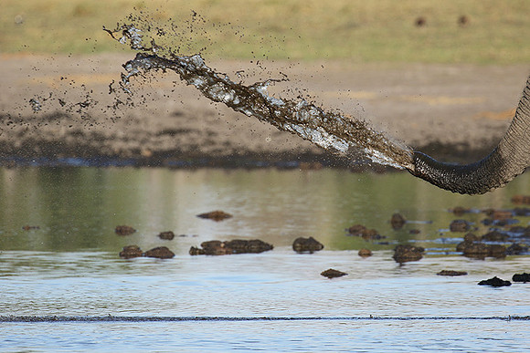 Delta of Okavango