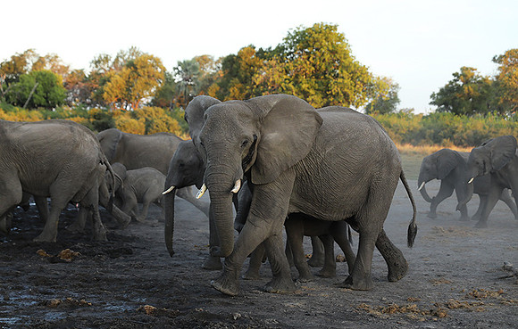 Delta of Okavango - Abu concession