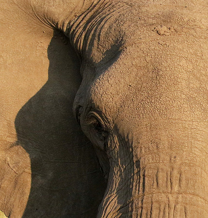 At Duba Plains