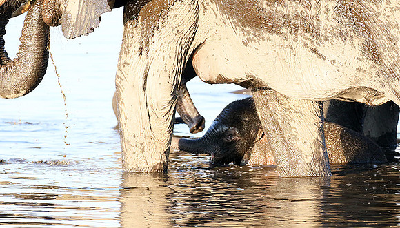 Delta of Okavango (Abu concession)