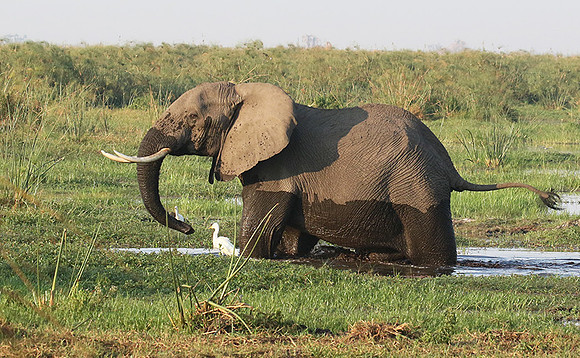 At Duba Plains