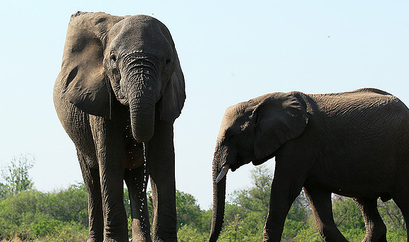 Mashatu game reserve