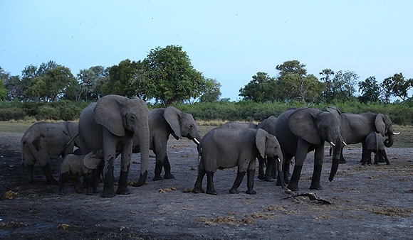 Delta of Okavango