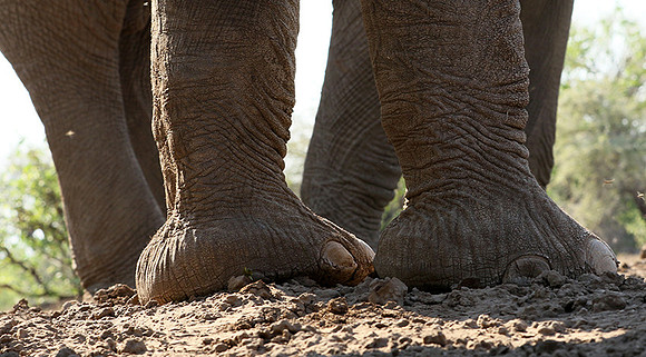Mashatu : at the waterhole