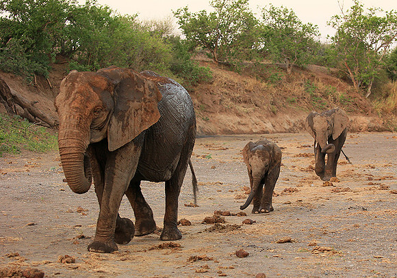 Mashatu game reserve
