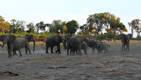 Delta of Okavango