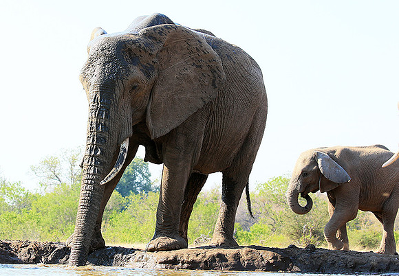 Mashatu game reserve