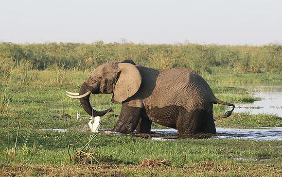 Delta of okavango