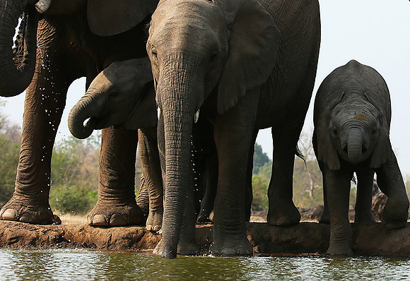 Mashatu game reserve