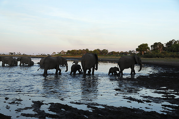 Delta of Okavango