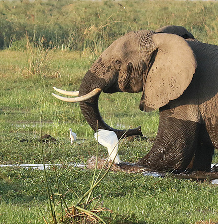 At Duba Plains